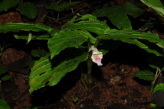 Boesenbergia pulcherrima